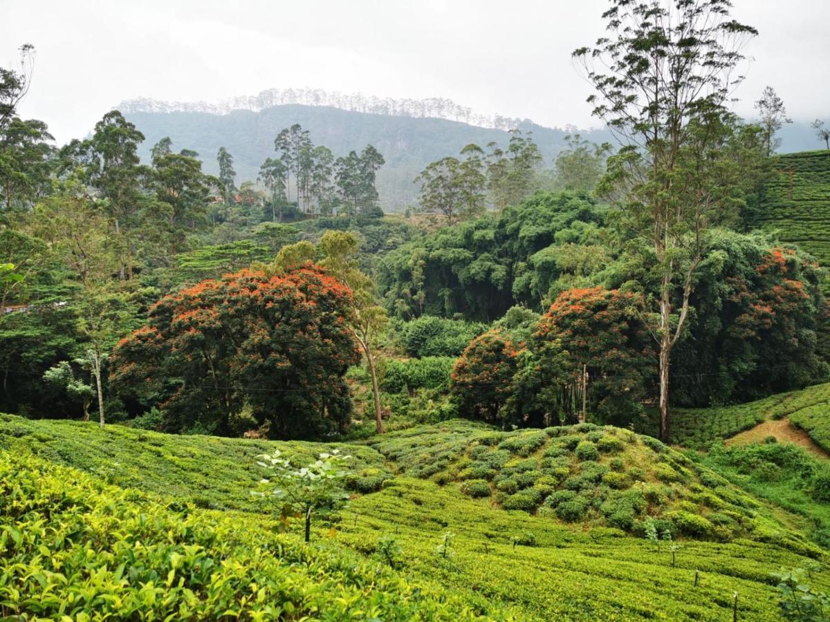 Butterfly Mountain Lake Side Maskeliya Экстерьер фото